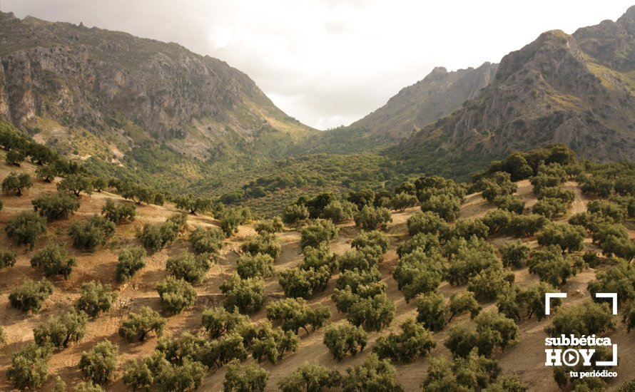 Olivar de la Subbética