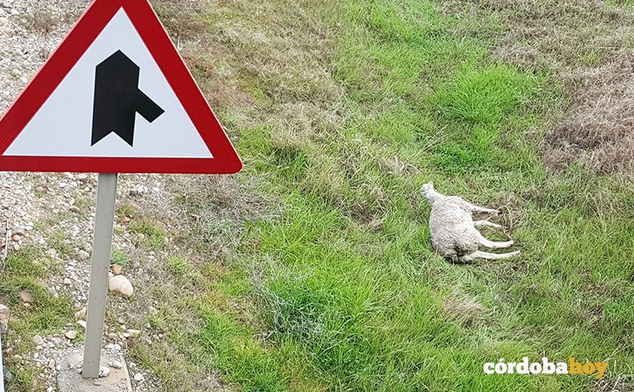 Oveja accidente