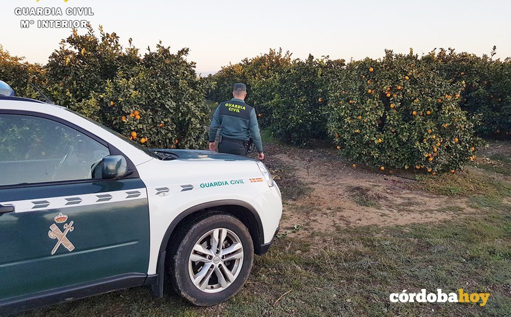Guardia Civil y naranjas en Hornachuelos