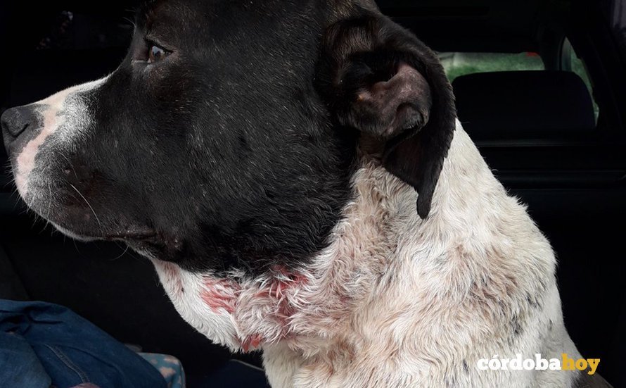 Animal herido en una pelea de perros 1