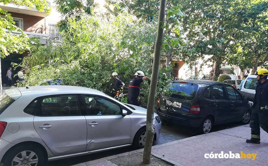 Árbol caído en la calle El Larel de Córdoba