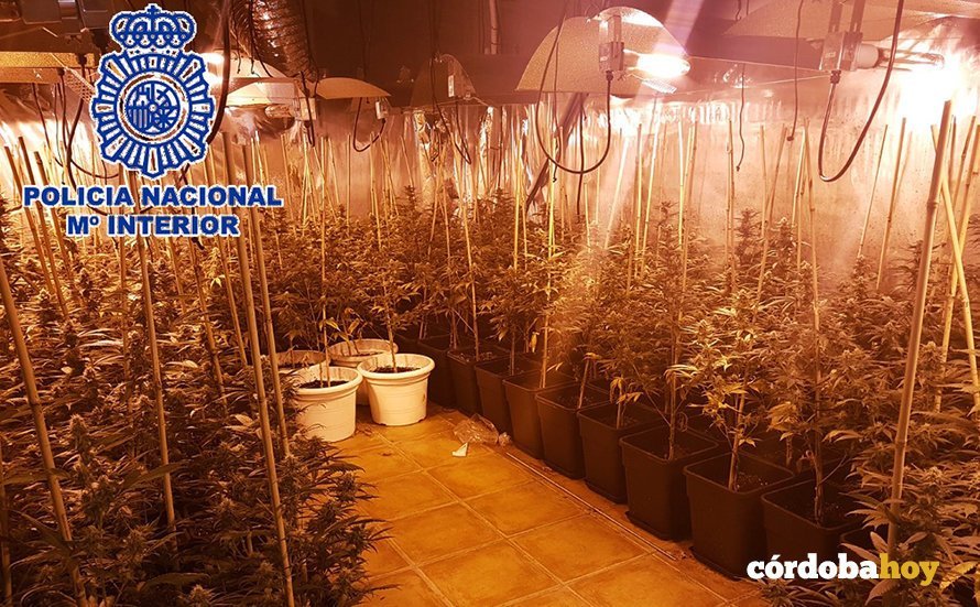 plantación marihuana