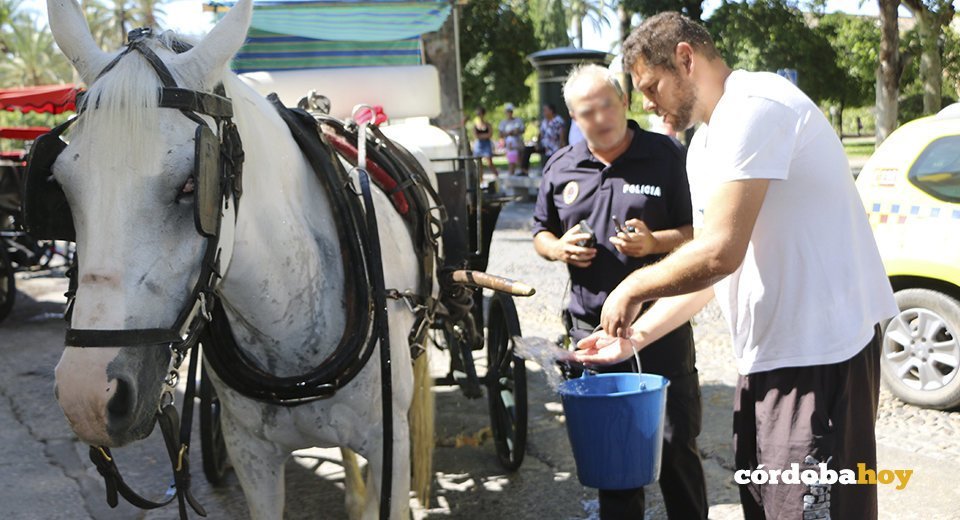 POli-coches caballos