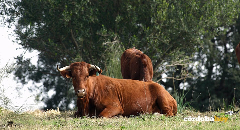 Vacuno de carne