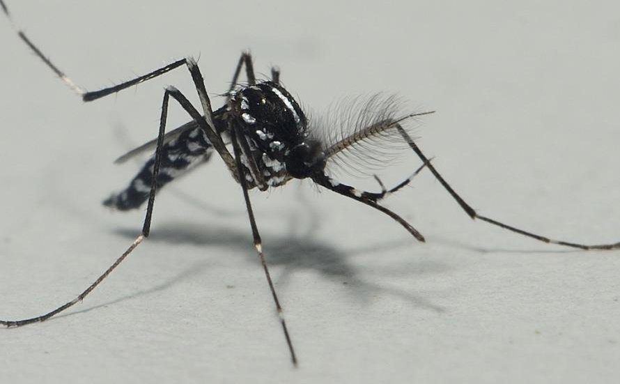Mosquito tigre
