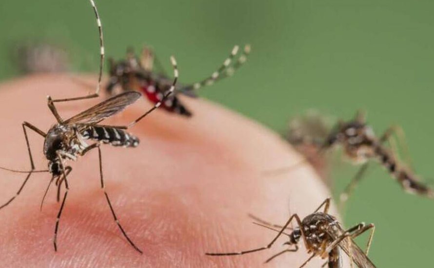 mosquitos tigres