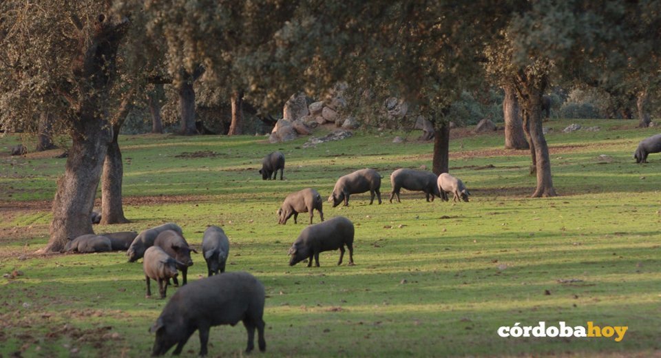 Cerdo ibérico de Los Pedroches
