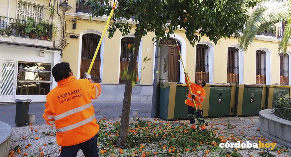 Trabajadores de Fepamyc en la recogida de naranjas urbanas