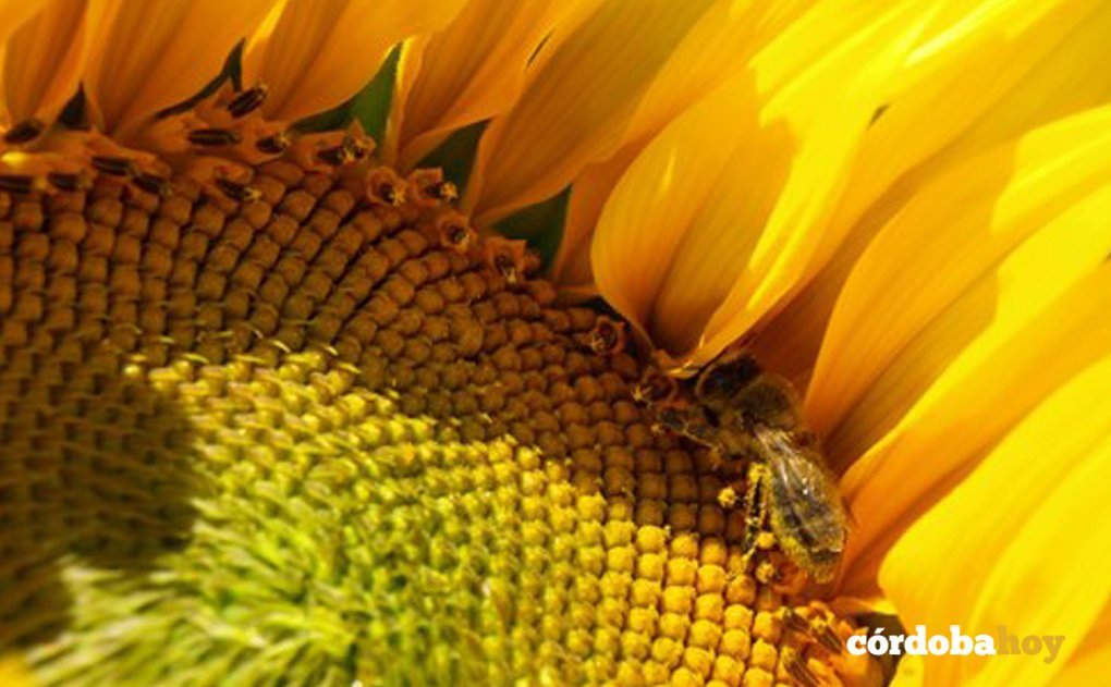 Abeja en un girasol