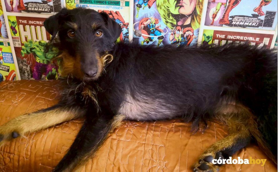 Cloe, perro