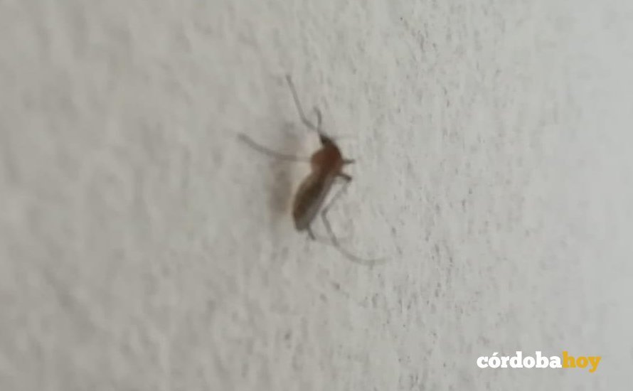 Mosquito de la barriada de Las Moreras