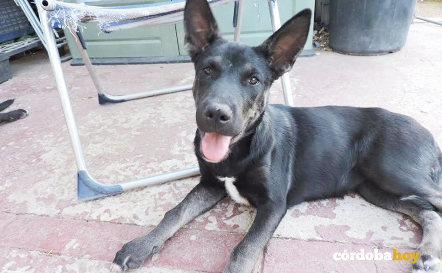 Otro de los cachorros que acompañaron a Tai