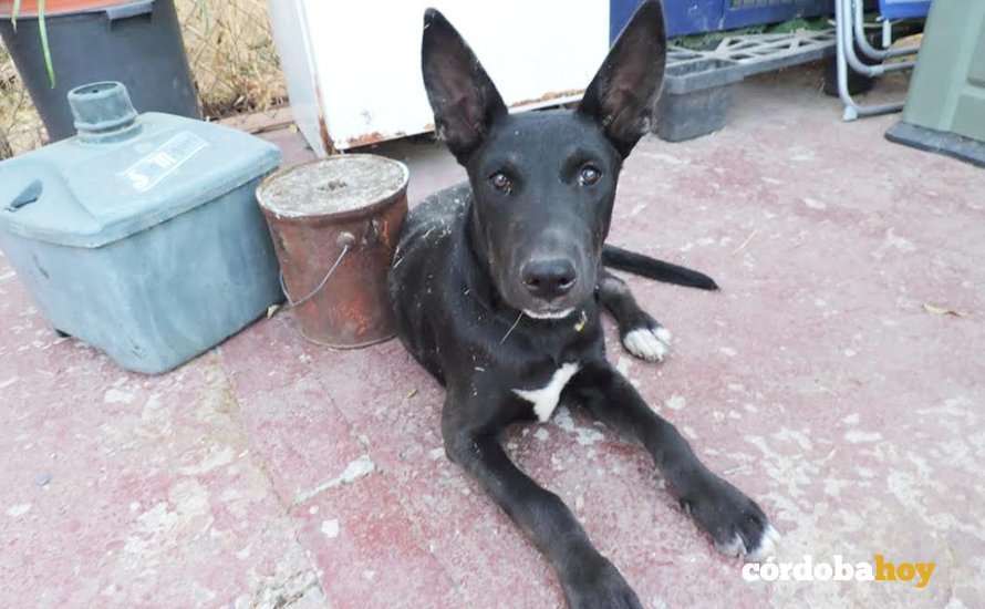 Uno de los cachorros que acompañaron a Tai