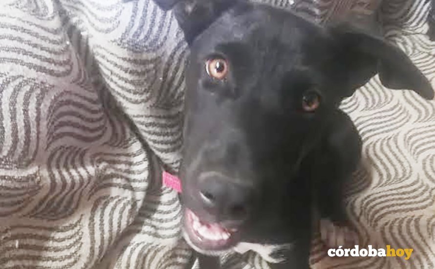 El tercer cachorro que acompañó a Tai