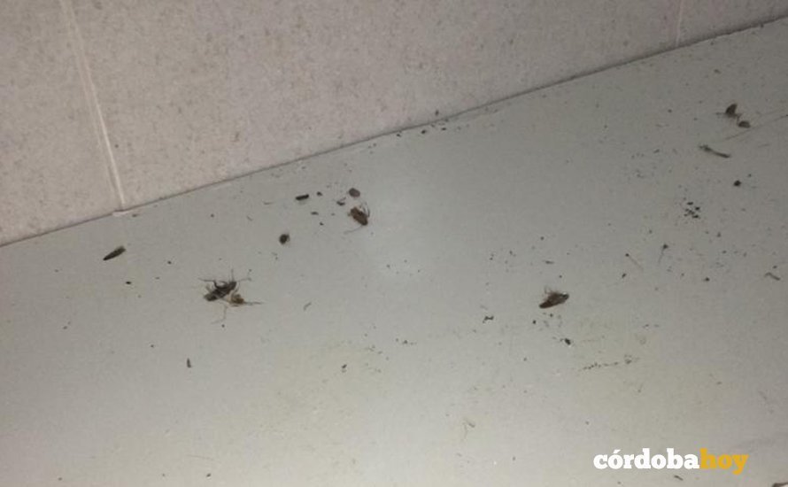 Cucarachas en la vivienda de Verónica López