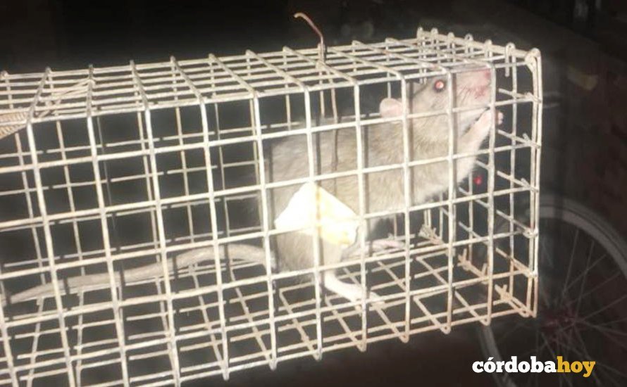 Rata cazada en la casa de Verónica López