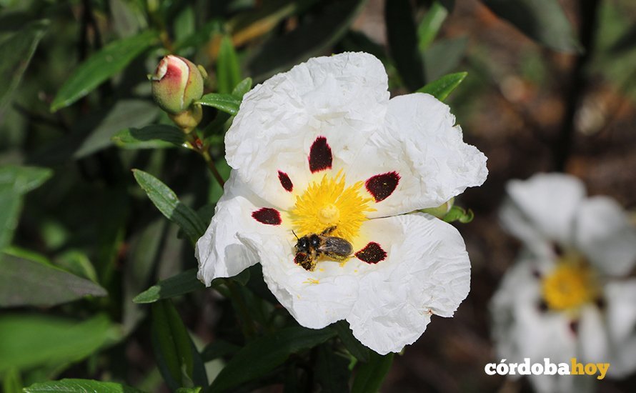 Abeja, flores