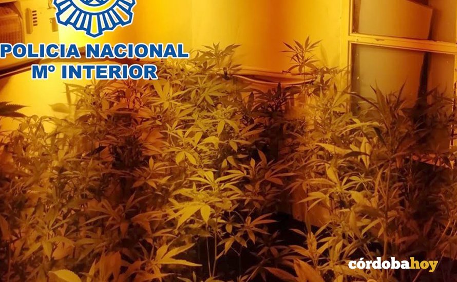 Plantación indoor desmantelada en el Norte de la ciudad