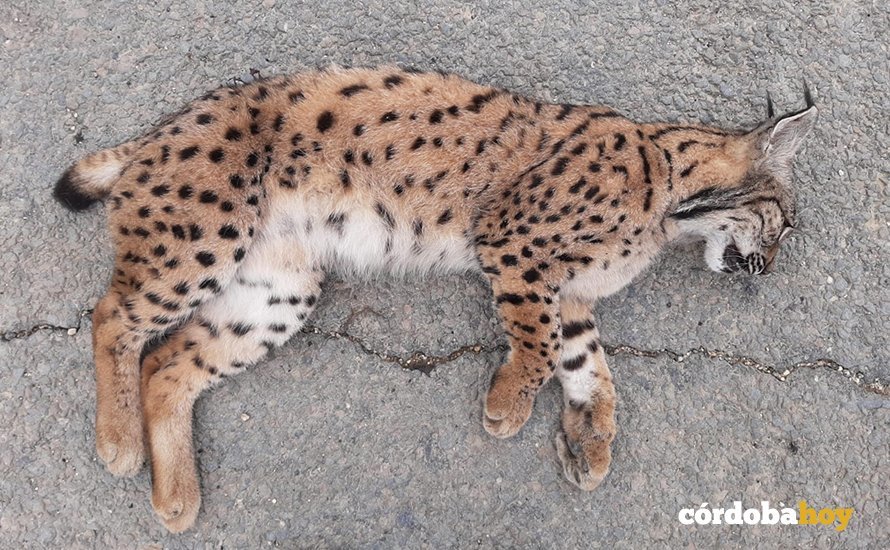 Lince atropellado en una imagen de Ecologistas en Acción