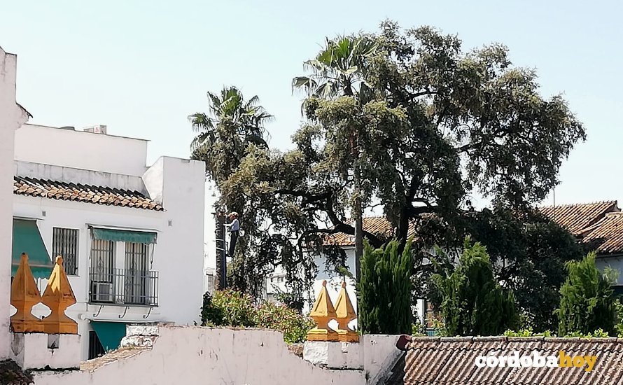 Tala de una palmera en Viana 2