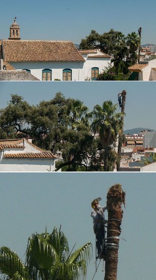 Tala de una palmera en Viana 3