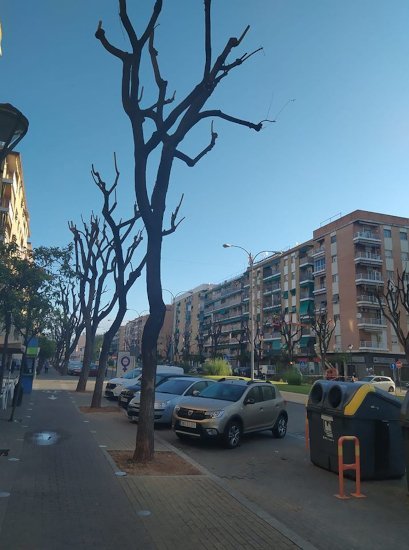 Talas en la Avenida de Barcelona