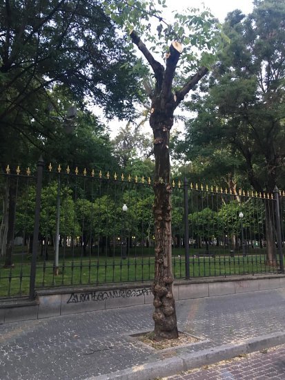 Árbol talado junto al parque de Colón