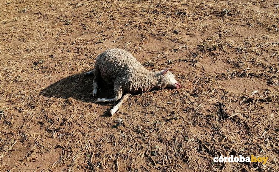 Oveja muerta en Los Pedroches por el granizo del martes pasado
