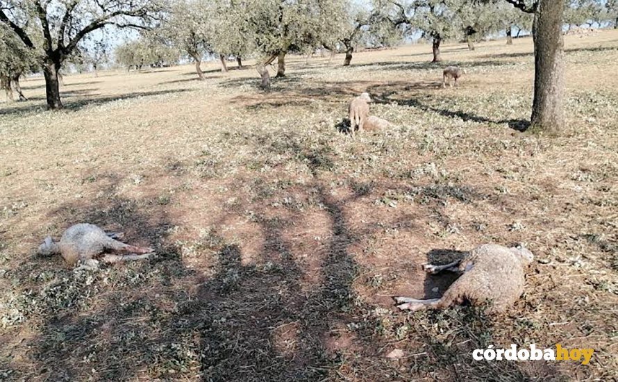 Ovejas muertas por el granizo en Los Pedroches