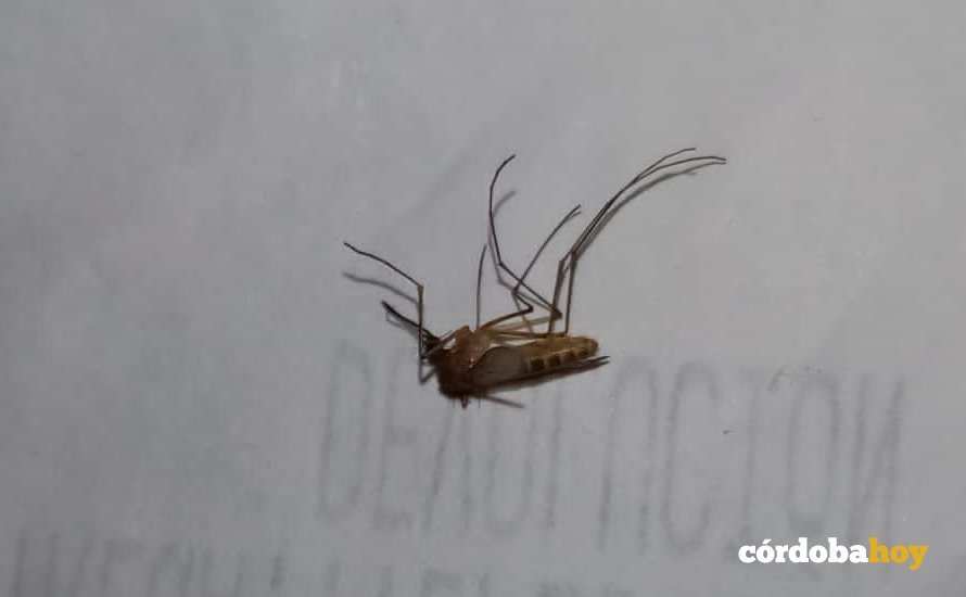 Hermoso ejemplar de mosquito trompetero muerto en Las Palmeras