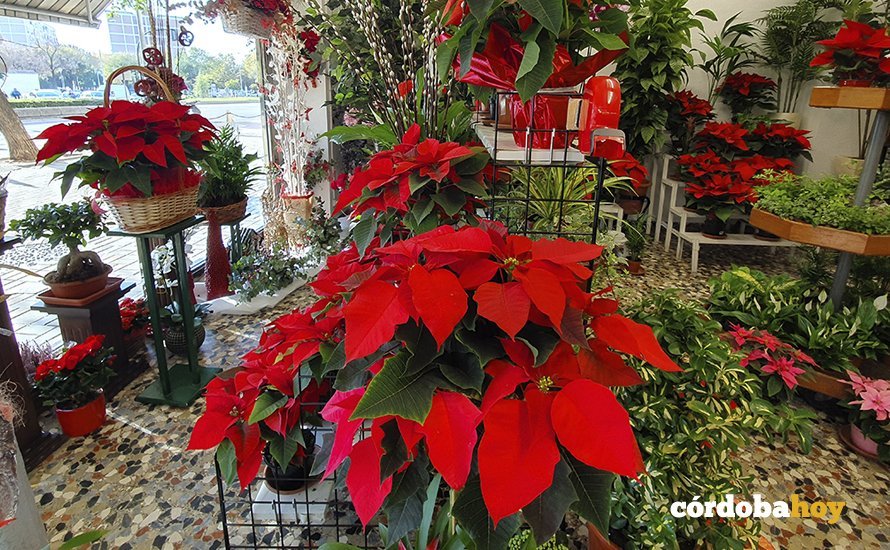 Floristería en invierno