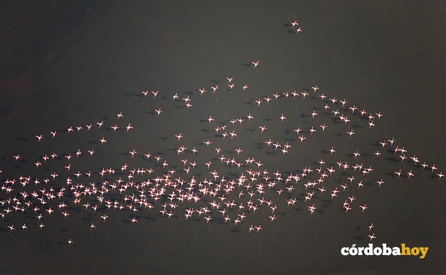 Flamencos en un humedal andaluz