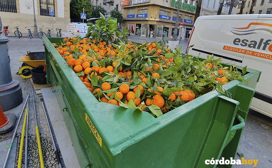 Recogida de naranjas en la Plaza de Las Tendillas