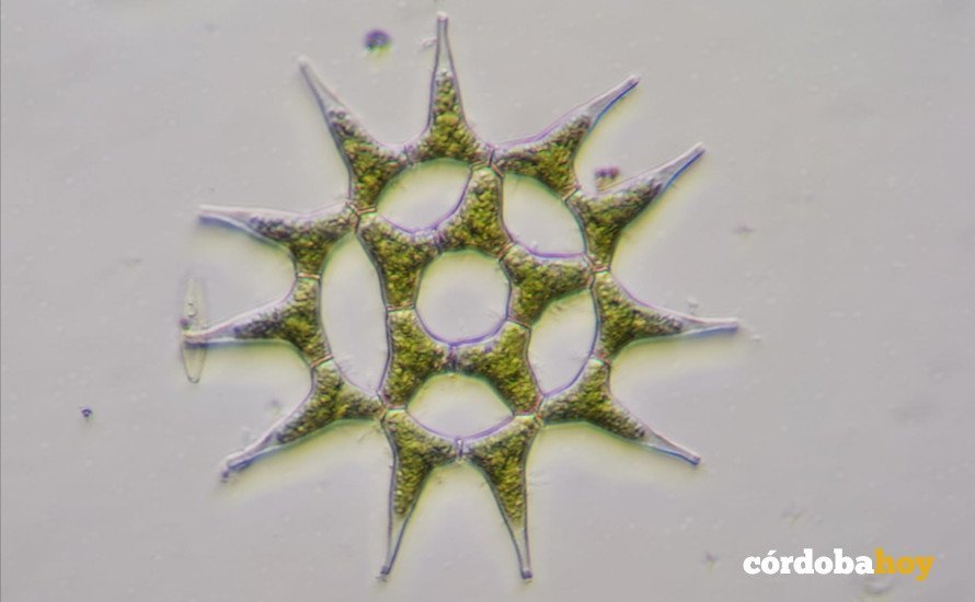 Un alga clasificada por 'Amigos de lo micro', ediastrum simplex