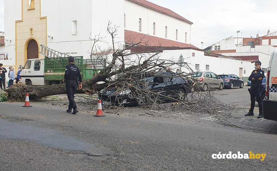 Árbol caído sobre un coche en Carretera de Trassierra