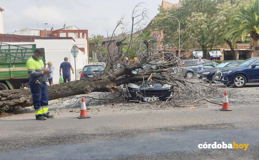 El coche sinestrado por la caída de un árbol en la Carretera de Trassierra