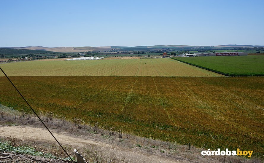 Terrenos de La Rinconada donde irá la futura Base Logística del Ejército de Tierra