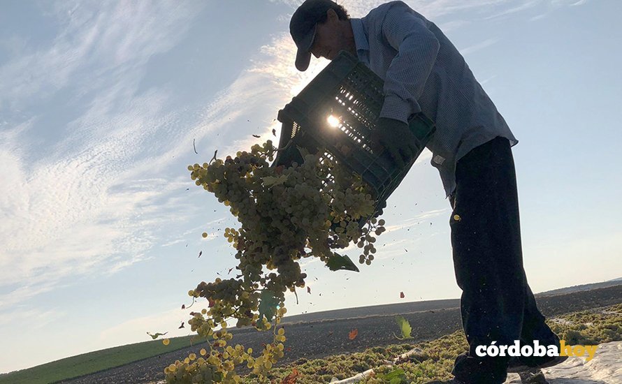 Colocación de las uvas en las paseras de Bodegas Robles