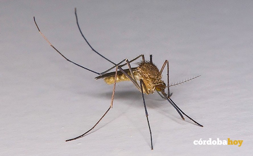 Mosquito común (Culex pipiens)
