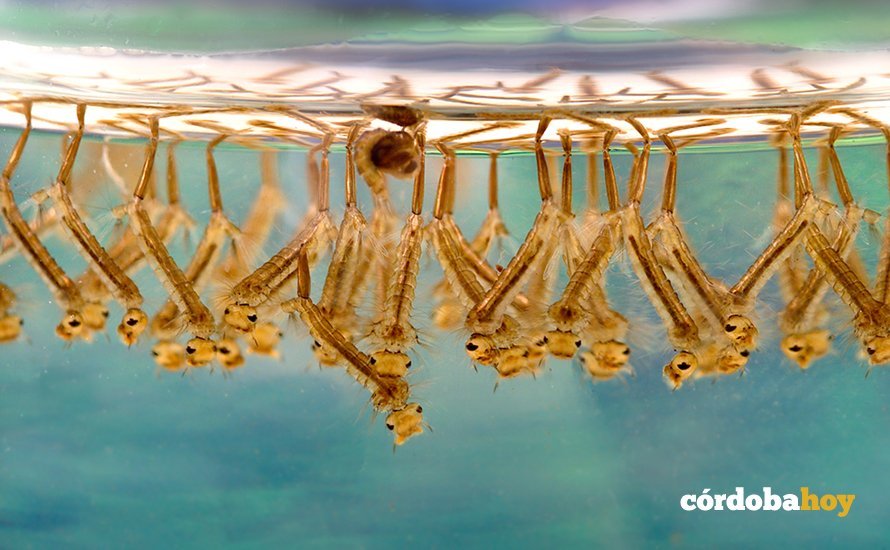 Larvas de mosquitos Culex