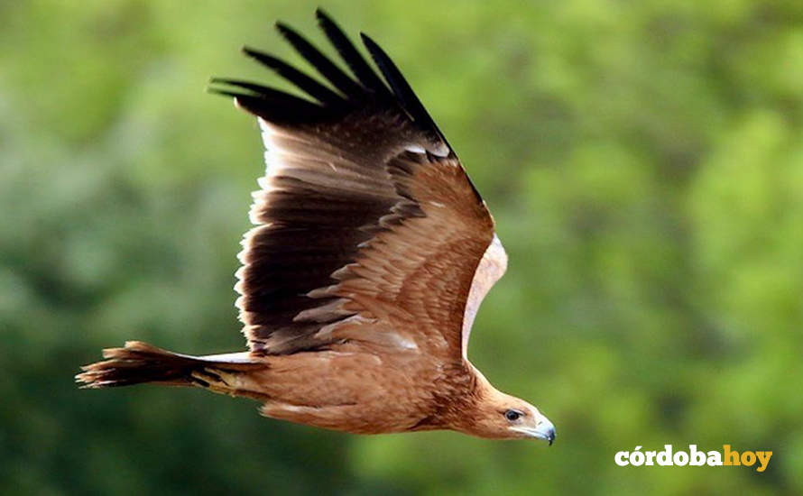 Águila imperial ibérica