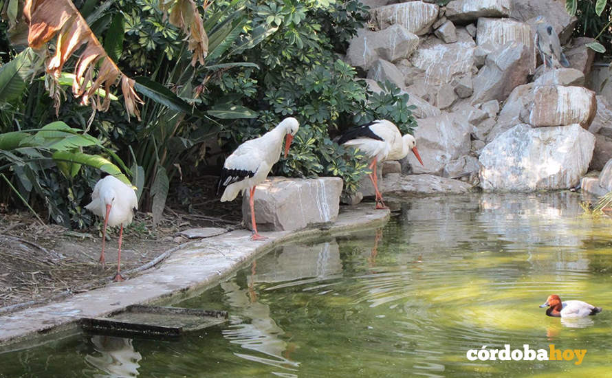 Cigueñas y un pato en el Zoo de Córdoba, en una imagen de archivo