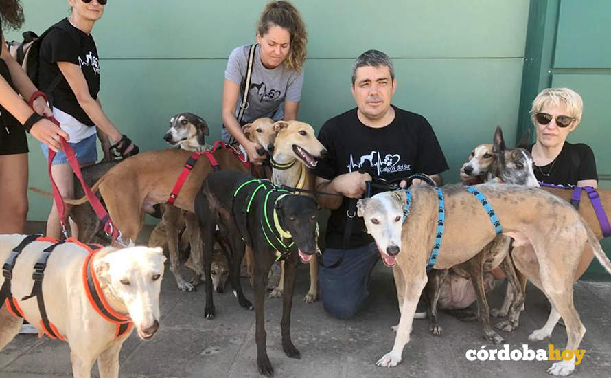 Los nueve galgos recuperados por Galgos del Sur