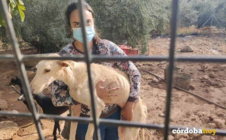 Perros rescatados por Galgos del Sur