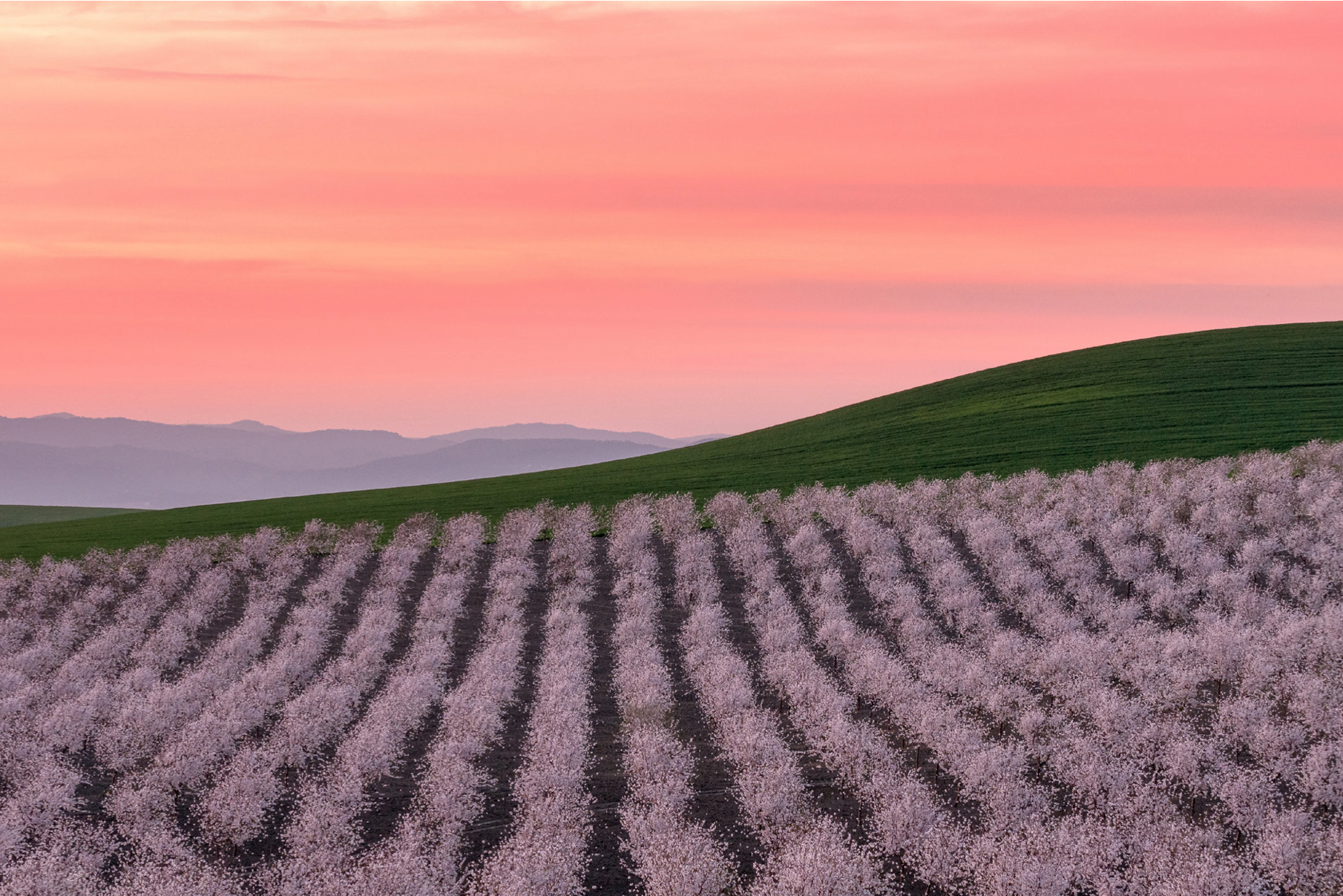 Fotografía 'Atardecer entre almendros en flor', en Córdoba, de Raúl Díaz Conde. Finalista en el III Concurso Fotográfico 'Medio Rural y Pesquero en Andalucía 2021'