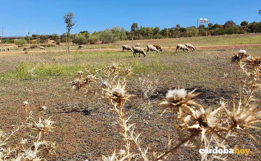 Ovejas en la zona Norte del Parque de Levante
