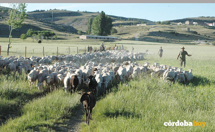 Ganado ovino-caprino