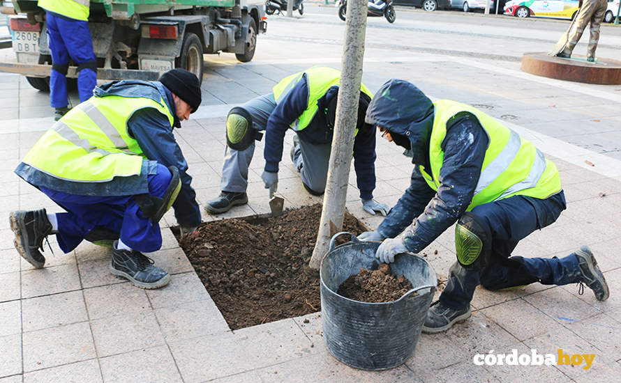 Jóvenes contratados para la limpieza y adecuación de alcorques en la capital