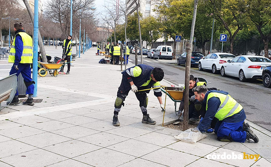 Jóvenes contratados para la limpieza y adecuación de alcorques en la capital
