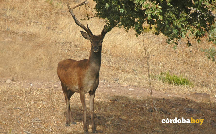 Coto Las Monteras en Córdoba